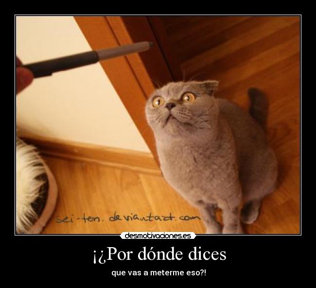 carteles gato asustado meter donde desmotivaciones