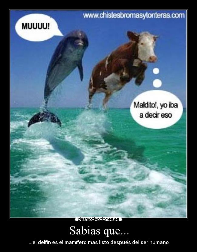 Sabias que... - ...el delfín es el mamífero mas listo después del ser humano