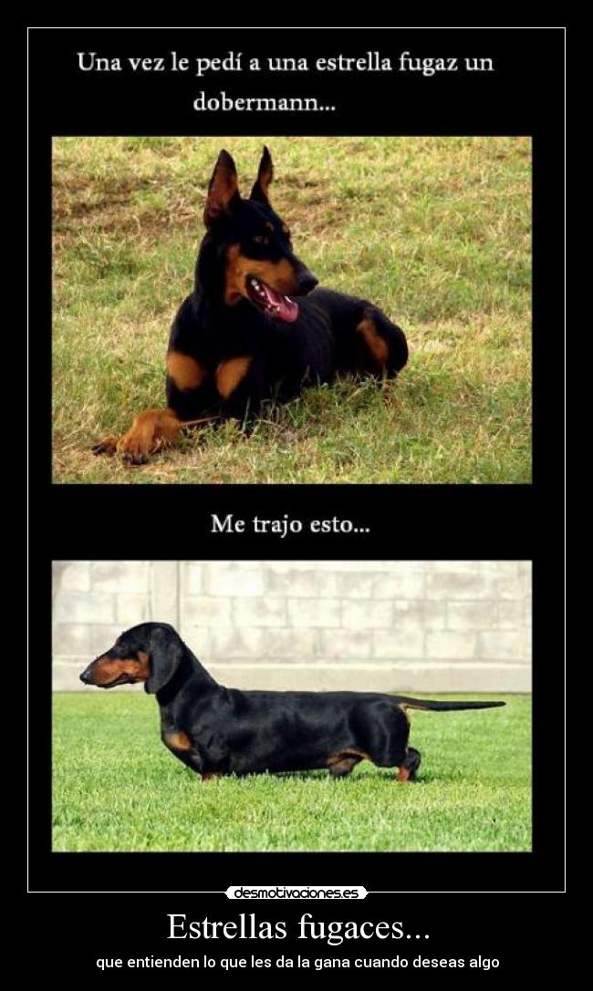 Estrellas fugaces... - que entienden lo que les da la gana cuando deseas algo