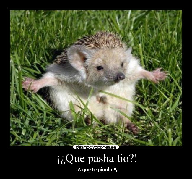 ¡¿Que pasha tío?! - ¡¡A que te pinsho!!¡