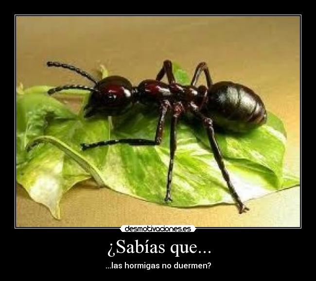 ¿Sabías que... - 