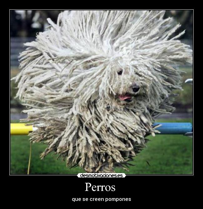 Perros -