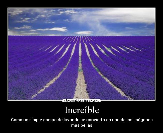 Increíble - Como un simple campo de lavanda se convierta en una de las imágenes más bellas