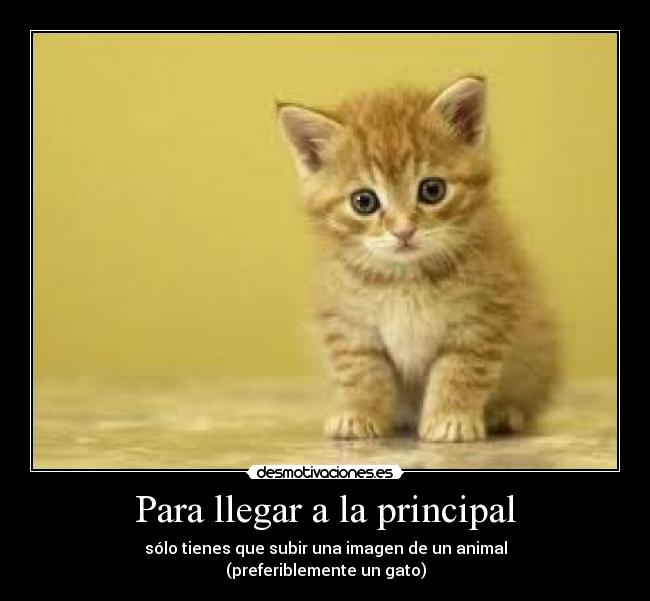 carteles principal animal gato desmotivaciones