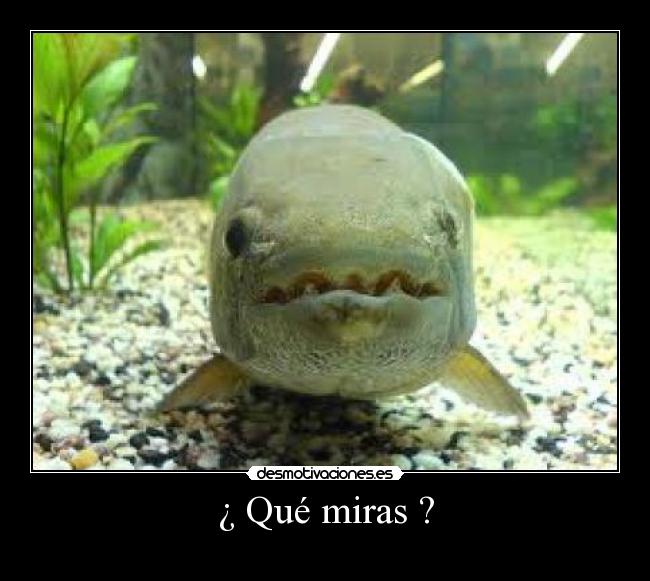 ¿ Qué miras ? -