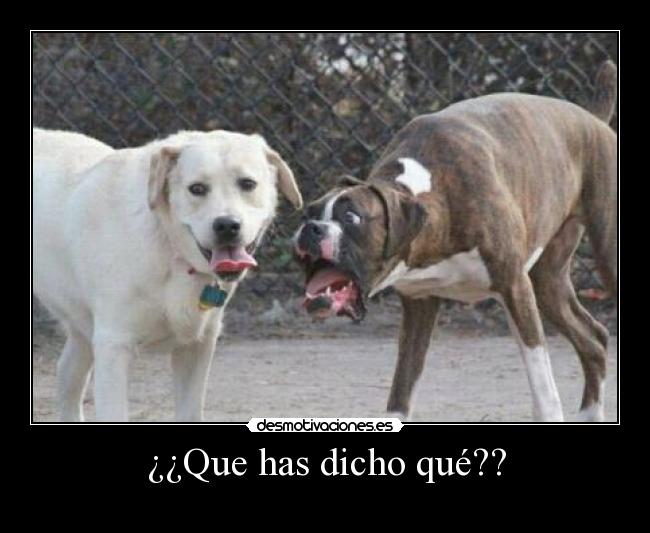 ¿¿Que has dicho qué?? -