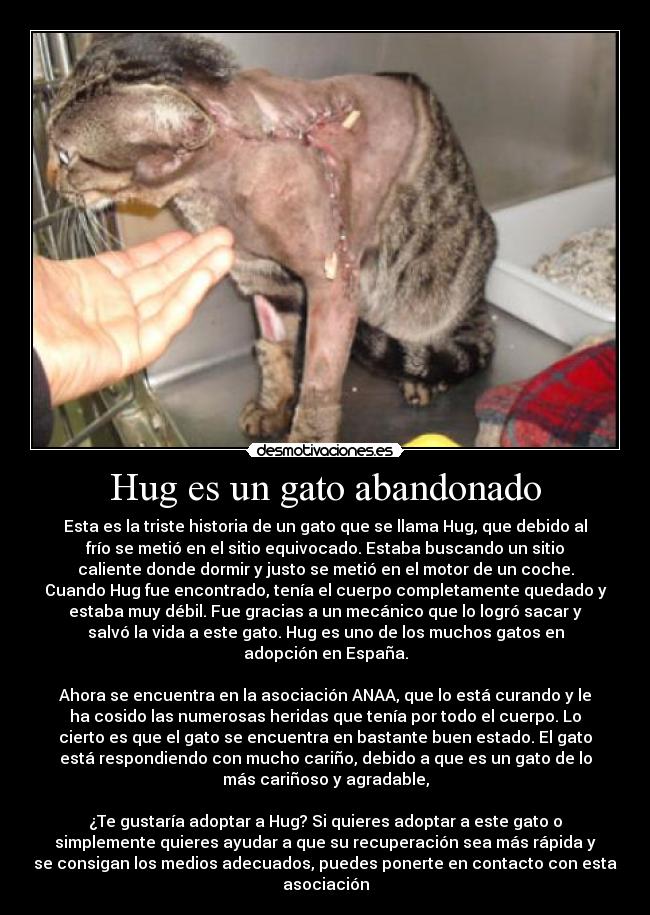 Hug es un gato abandonado - 