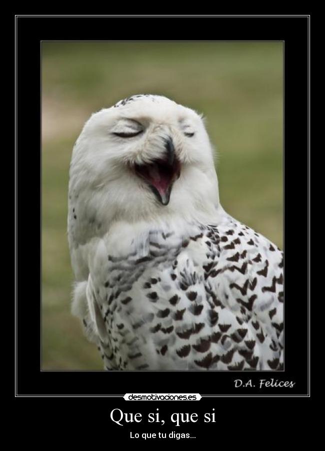 Que si, que si -