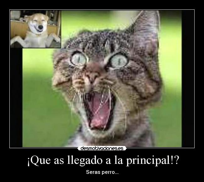 ¡Que as llegado a la principal!? - Seras perro...