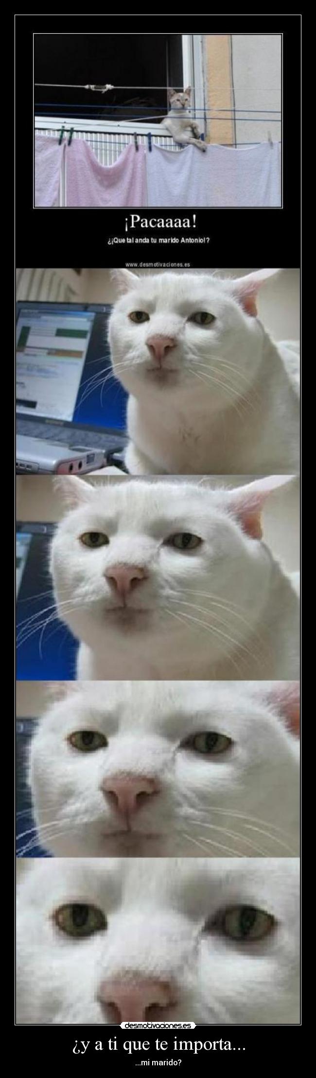 carteles gato walt_k paca desmotivaciones