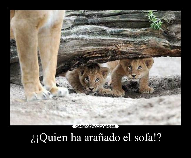 ¿¡Quien ha arañado el sofa!? - 