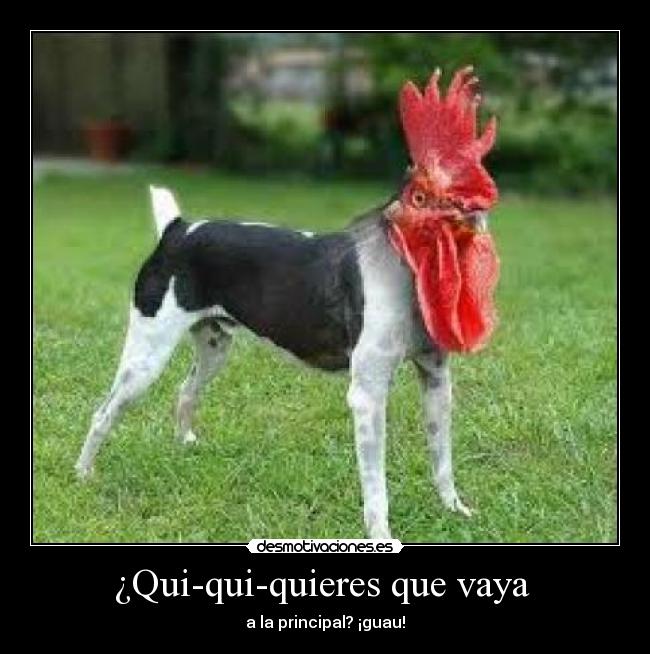 ¿Qui-qui-quieres que vaya  - a la principal? ¡guau!