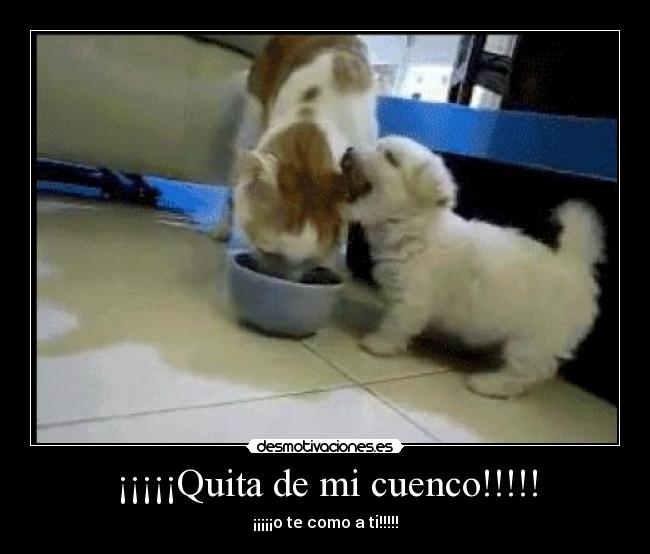¡¡¡¡¡Quita de mi cuenco!!!!! -