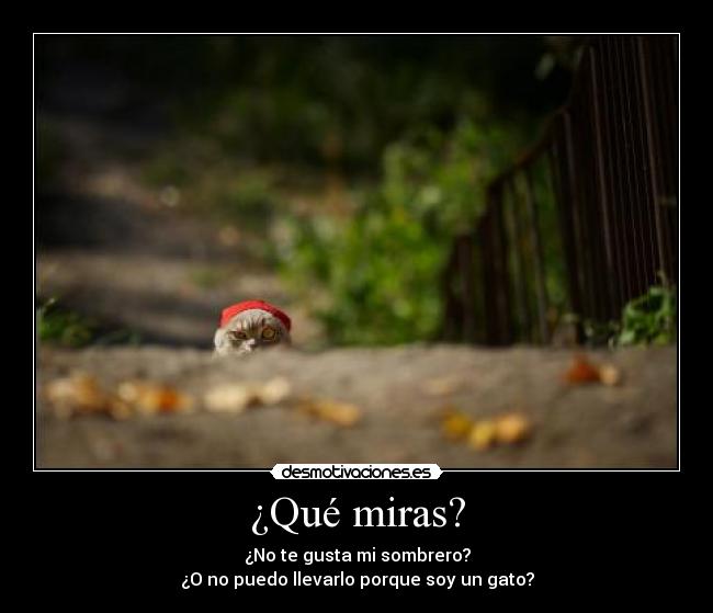 ¿Qué miras? - 