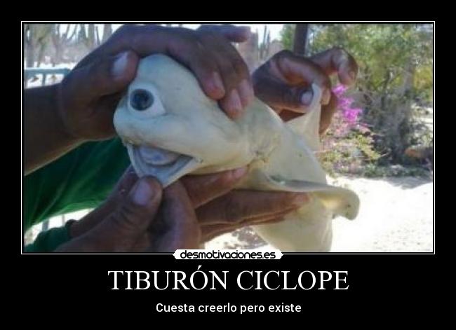 TIBURÓN CICLOPE - Cuesta creerlo pero existe
