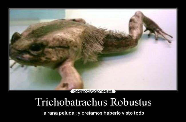 Trichobatrachus Robustus -