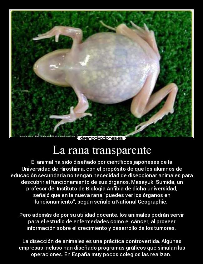 La rana transparente - 