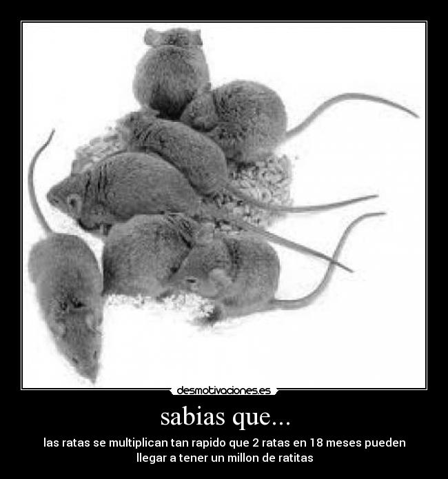sabias que... -