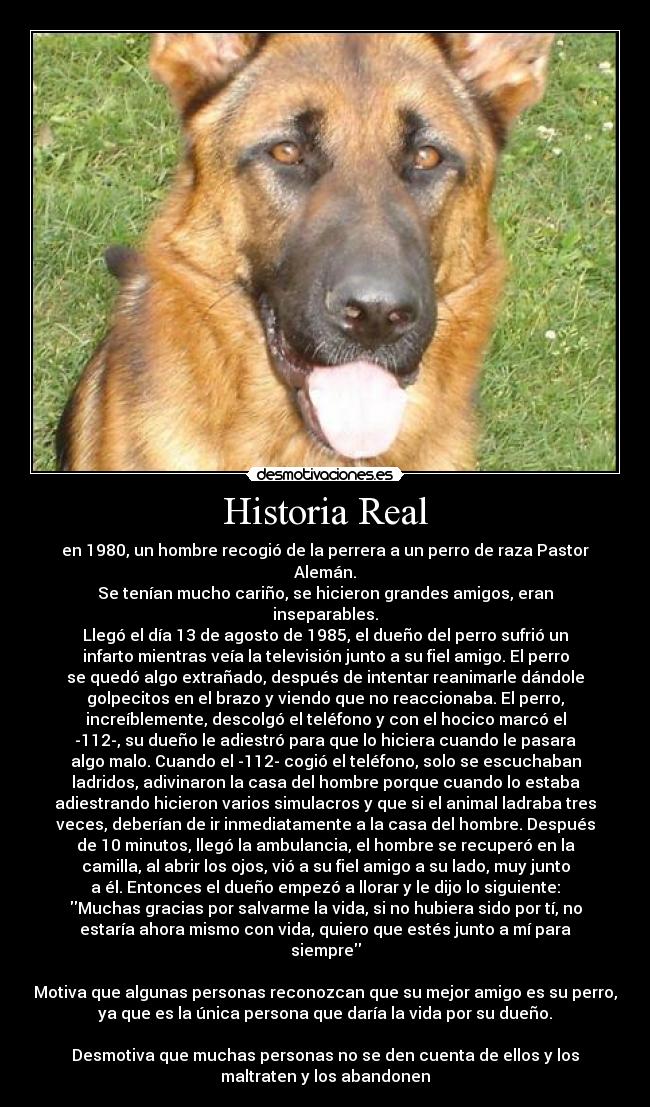 Historia Real - en 1980, un hombre recogió de la perrera a un perro de raza Pastor
Alemán.
Se tenían mucho cariño, se hicieron grandes amigos, eran
inseparables.
Llegó el día 13 de agosto de 1985, el dueño del perro sufrió un
infarto mientras veía la televisión junto a su fiel amigo. El perro
se quedó algo extrañado, después de intentar reanimarle dándole
golpecitos en el brazo y viendo que no reaccionaba. El perro,
increíblemente, descolgó el teléfono y con el hocico marcó el
-112-, su dueño le adiestró para que lo hiciera cuando le pasara
algo malo. Cuando el -112- cogió el teléfono, solo se escuchaban
ladridos, adivinaron la casa del hombre porque cuando lo estaba
adiestrando hicieron varios simulacros y que si el animal ladraba tres
veces, deberían de ir inmediatamente a la casa del hombre. Después
de 10 minutos, llegó la ambulancia, el hombre se recuperó en la
camilla, al abrir los ojos, vió a su fiel amigo a su lado, muy junto
a él. Entonces el dueño empezó a llorar y le dijo lo siguiente:
Muchas gracias por salvarme la vida, si no hubiera sido por tí, no
estaría ahora mismo con vida, quiero que estés junto a mí para
siempre

Motiva que algunas personas reconozcan que su mejor amigo es su perro,
ya que es la única persona que daría la vida por su dueño.

Desmotiva que muchas personas no se den cuenta de ellos y los
maltraten y los abandonen