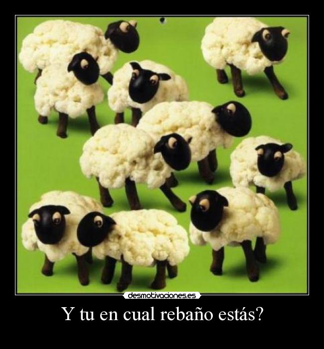 Y tu en cual rebaño estás? -