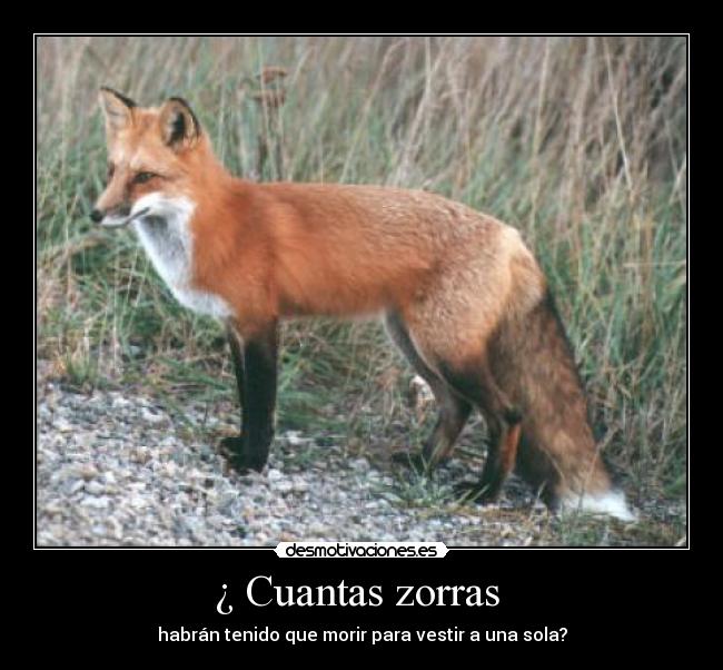 carteles zorras desmotivaciones