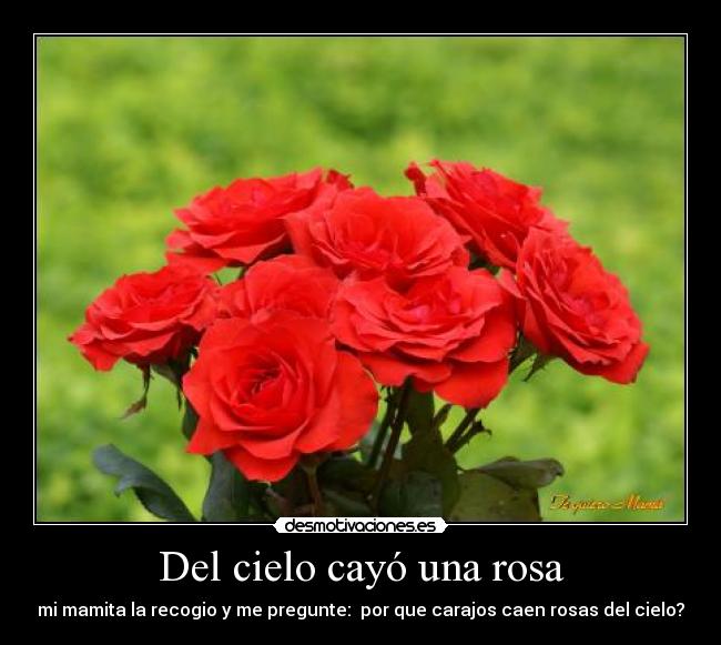 Del cielo cayó una rosa - mi mamita la recogio y me pregunte: por que carajos caen rosas del cielo?