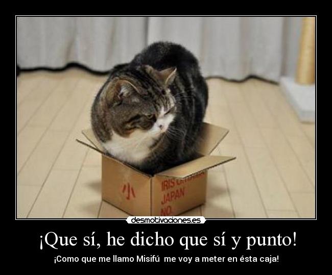 ¡Que sí, he dicho que sí y punto! - ¡Como que me llamo Misifú  me voy a meter en ésta caja!