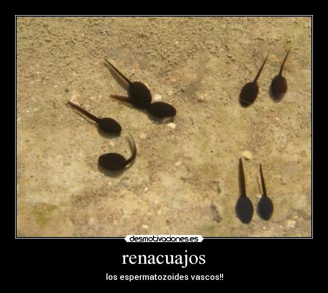 renacuajos - 