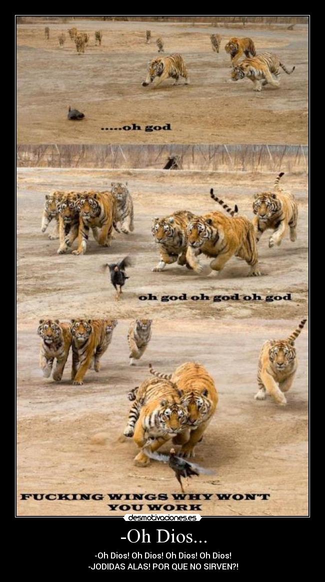 -Oh Dios... - -Oh Dios! Oh Dios! Oh Dios! Oh Dios!
-JODIDAS ALAS! POR QUE NO SIRVEN?!