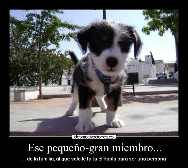 Ese pequeño-gran miembro... - ... de la familia, al que solo le falta el habla para ser una persona