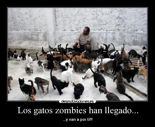 Los gatos zombies han llegado... - ...y van a por ti!!!