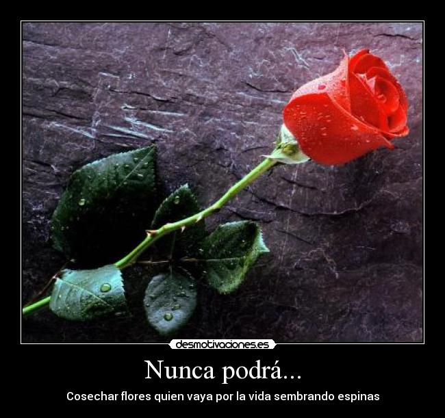 carteles cosechar flores espinas desmotivaciones