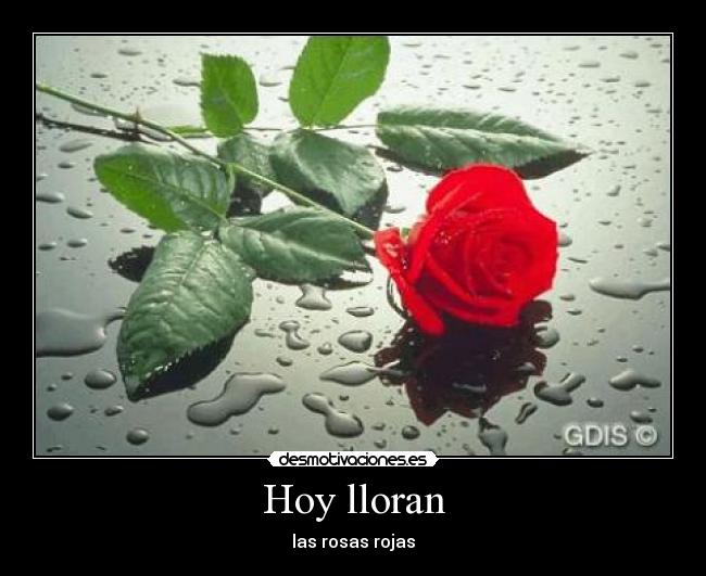 Hoy lloran -