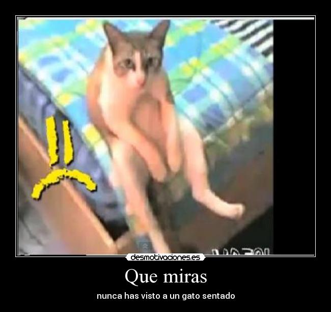 Que miras - nunca has visto a un gato sentado
