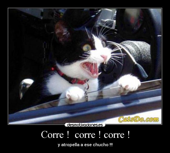 Corre !  corre ! corre ! - y atropella a ese chucho !!!