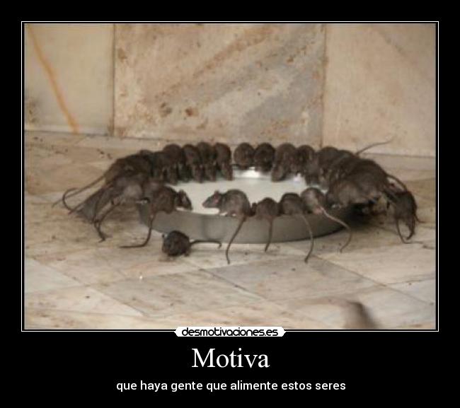 Motiva - 