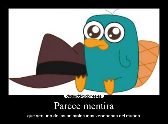 Parece mentira - que sea uno de los animales mas venenosos del mundo 