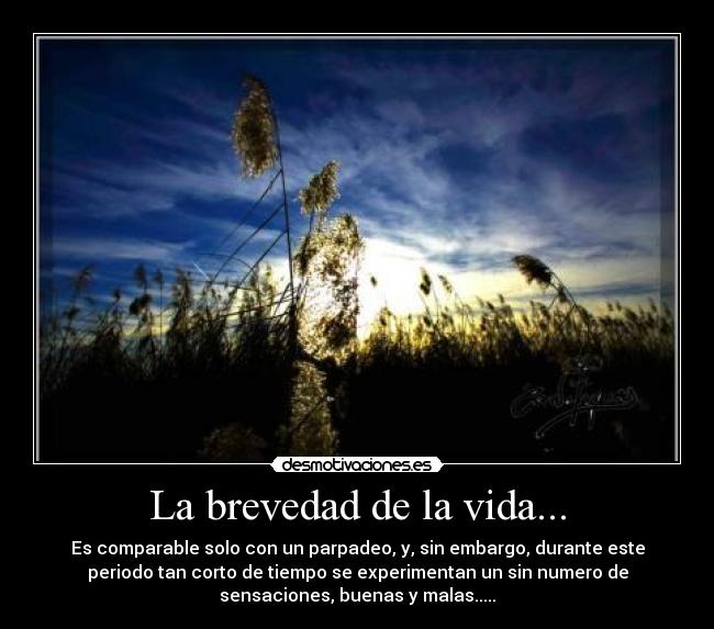 La brevedad de la vida... - 