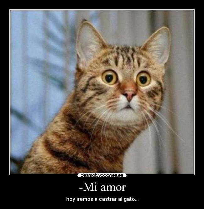 -Mi amor - hoy iremos a castrar al gato...