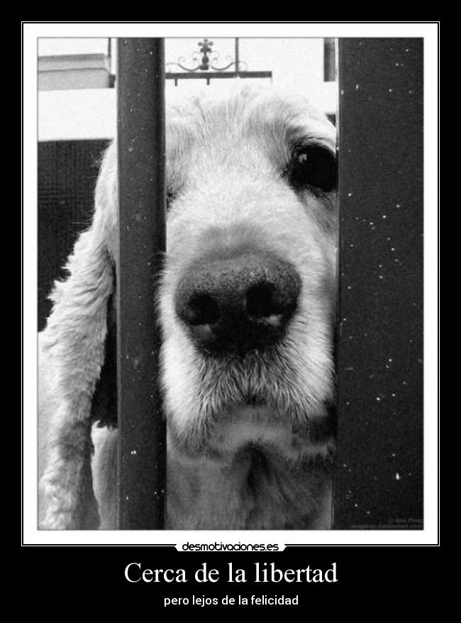 Cerca de la libertad -