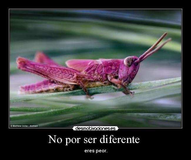 No por ser diferente - eres peor.