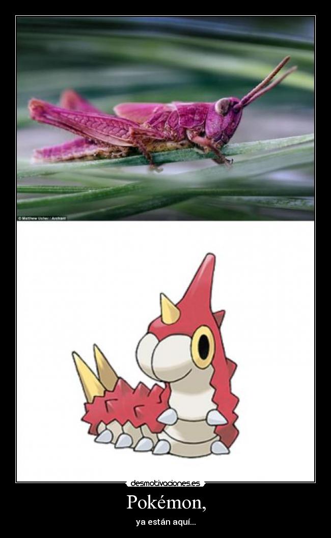 Pokémon, - ya están aquí...