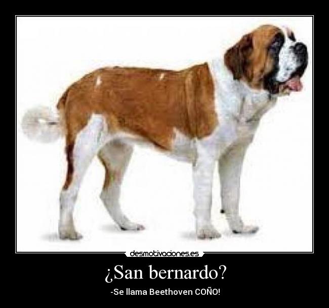 ¿San bernardo? -