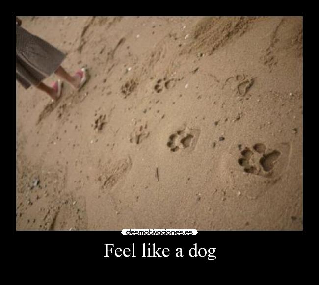 Feel like a dog - 