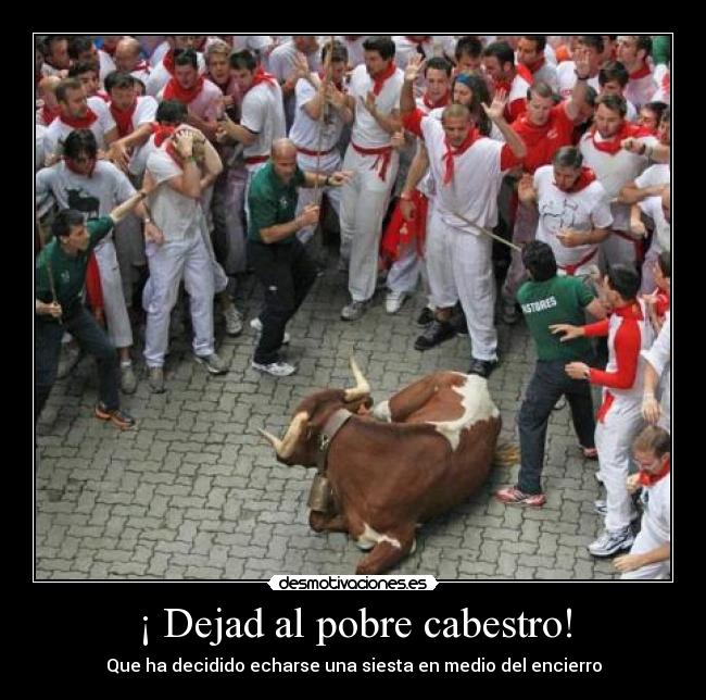 ¡ Dejad al pobre cabestro! - Que ha decidido echarse una siesta en medio del encierro