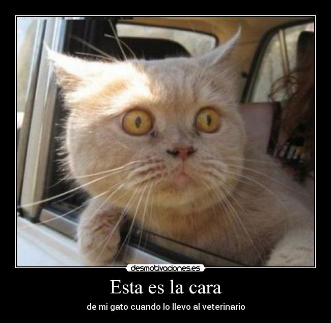 Esta es la cara - 
