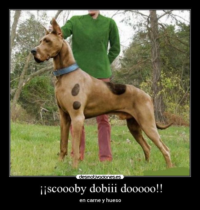 ¡¡scoooby dobiii dooooo!! -