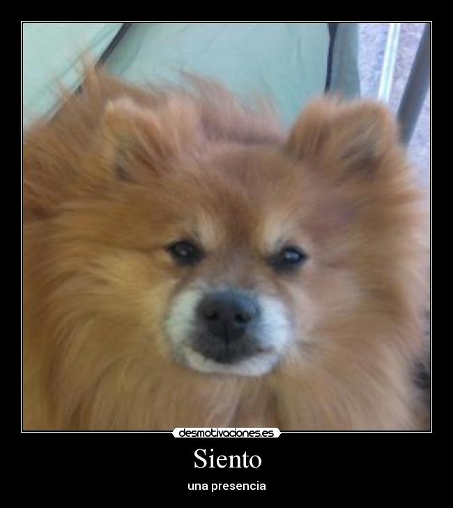 Siento - 