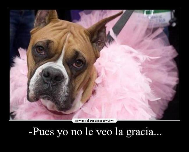 -Pues yo no le veo la gracia... - 