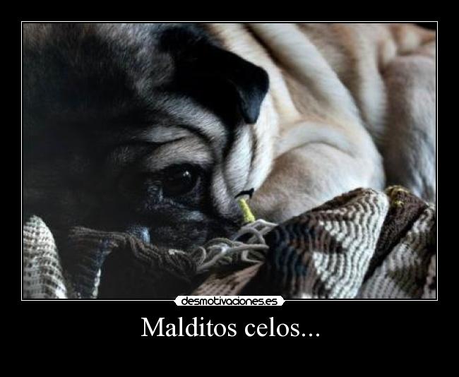 carteles celos malditos celos desmotivaciones